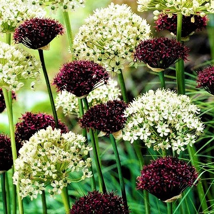 Allium - Sonoma Collection