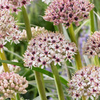 Allium - Silver Spring