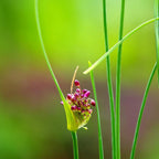 Allium - Vineale Dready