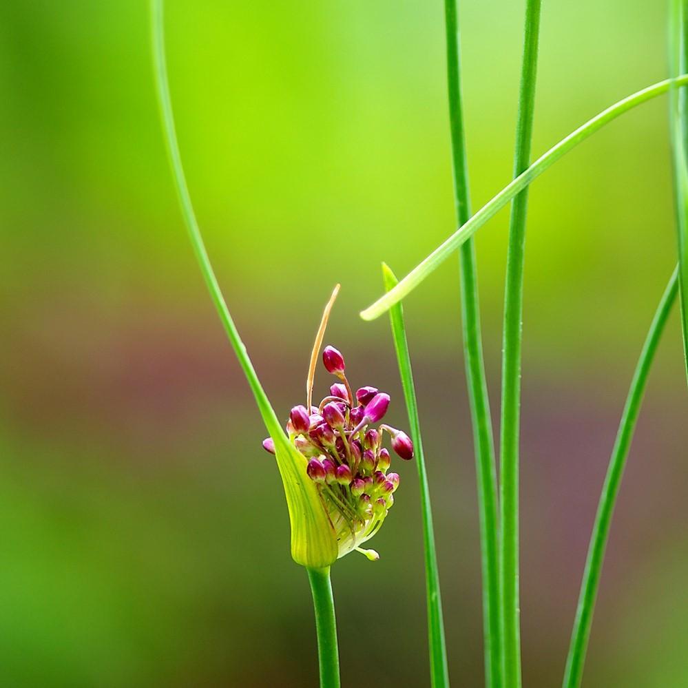 Allium - Vineale Dready