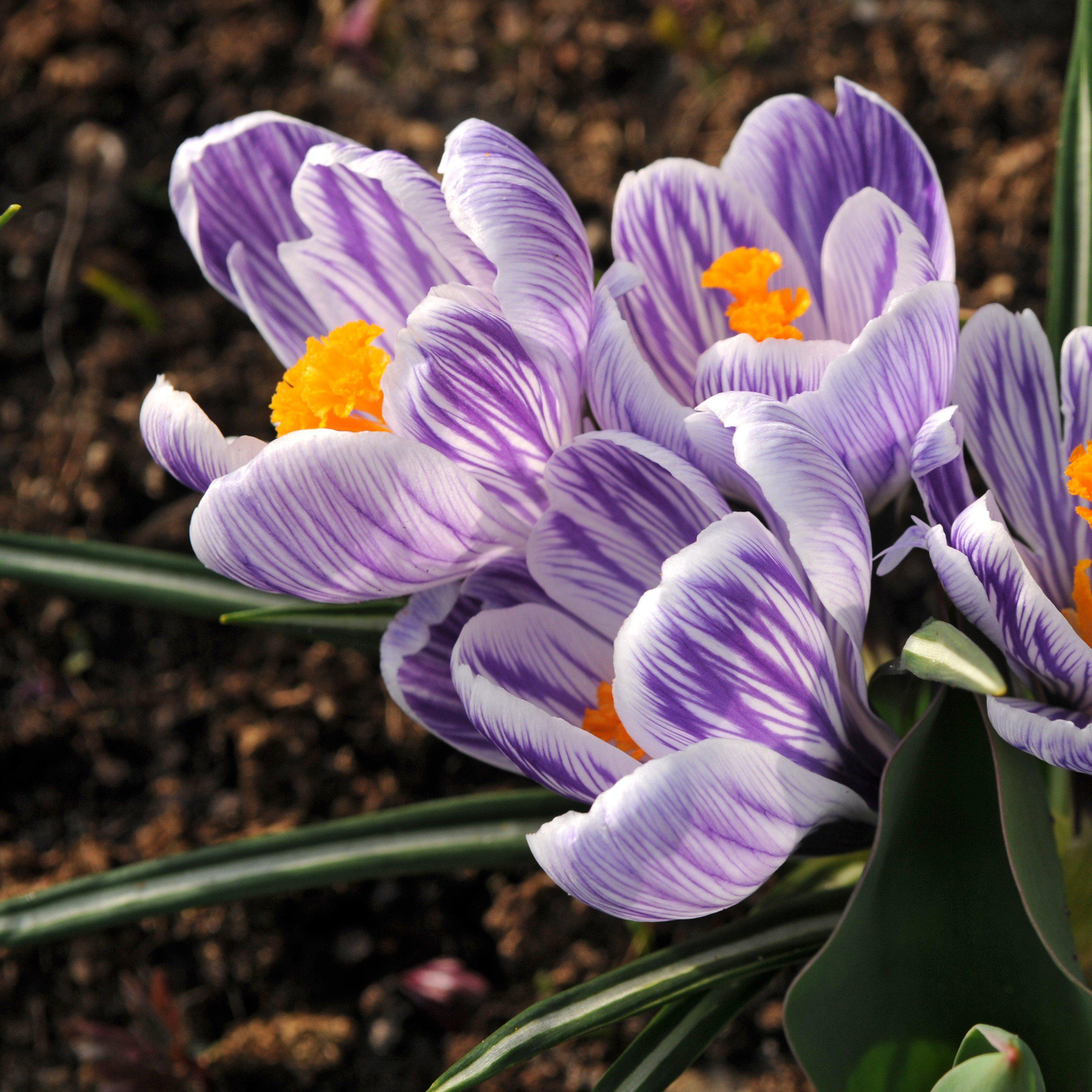 Crocus - King of the Striped