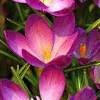 Crocus - Ruby Giant (Fragrant)