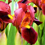 Dutch Iris - Spring Sparkle Mix