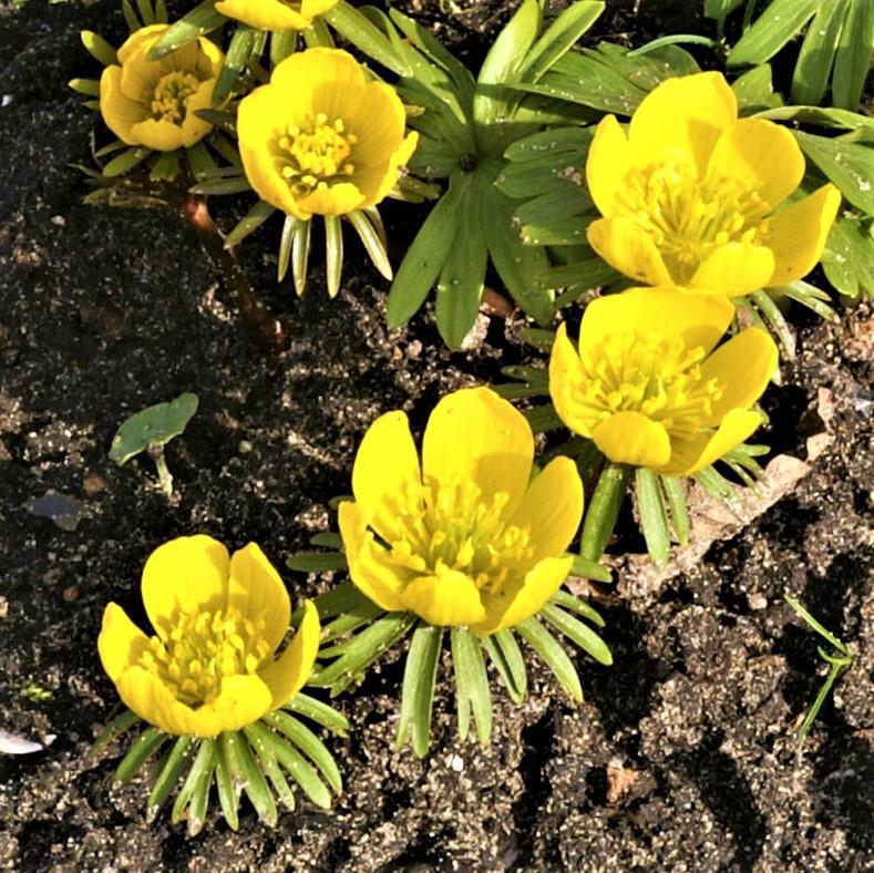 Eranthis - Winter Aconite
