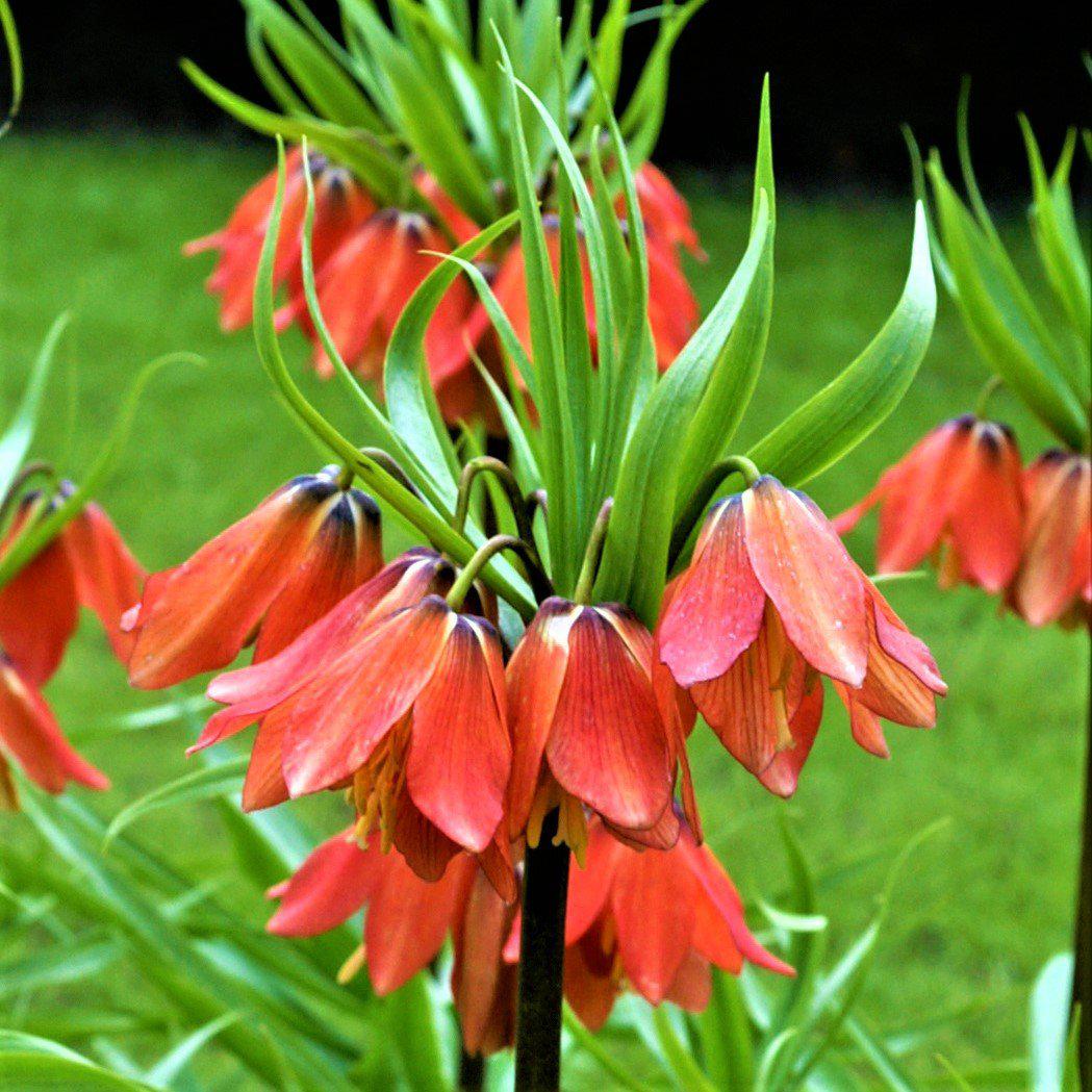 Fritillaria - Crown Imperial Red