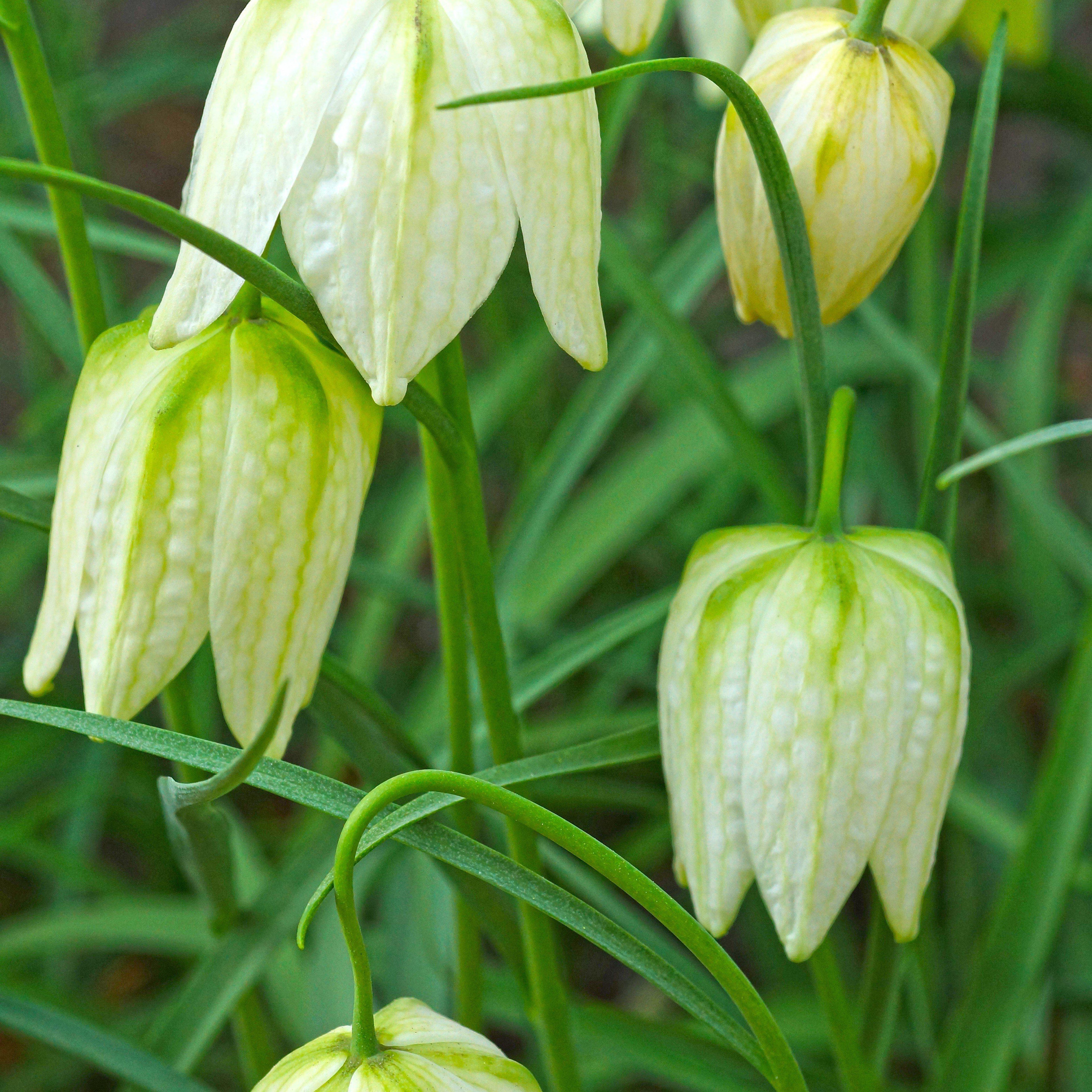 Fritillaria - Checkered Lily Meleagris White