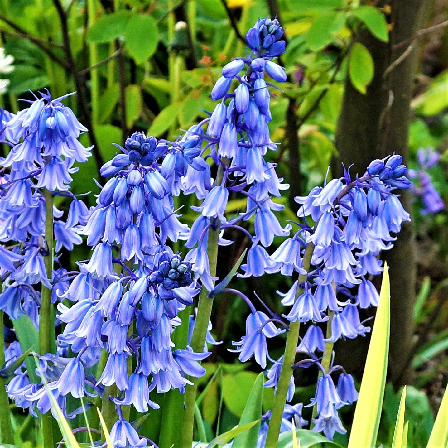 Spanish Bluebells - Hyacinthoides Blue