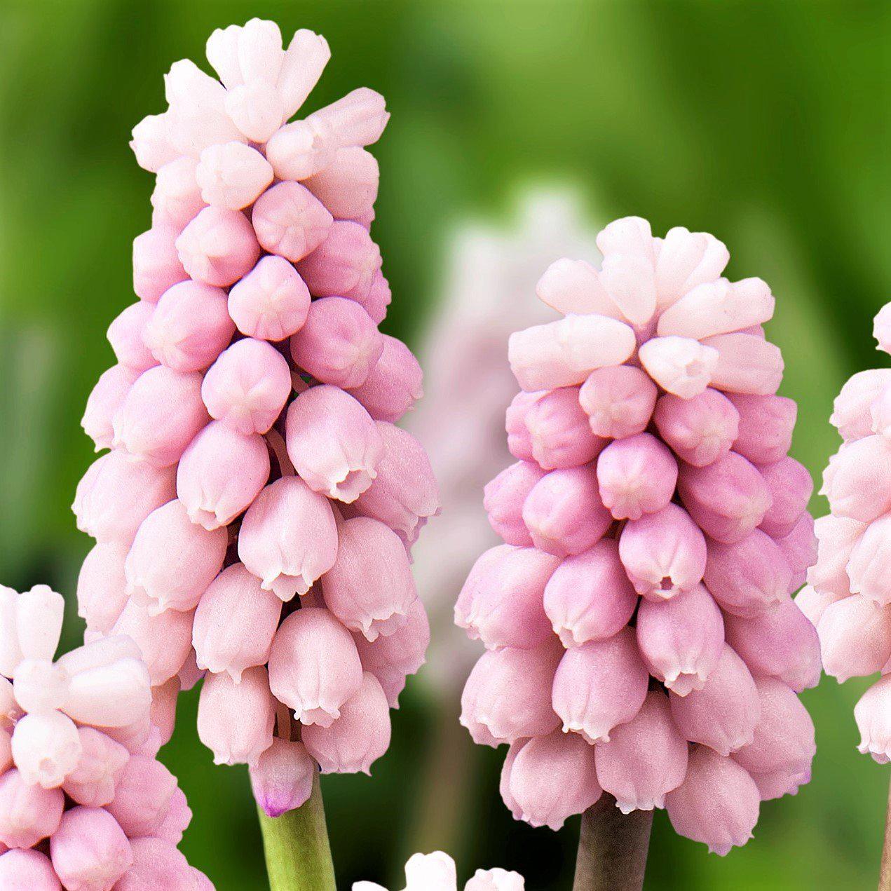 Muscari - Grape Hyacinth Pink Surprise