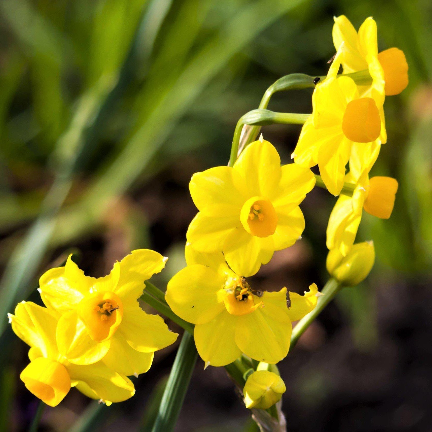 Narcissus - Daffodil Baby Boomer