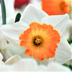 Narcissus - Daffodil Barrett Browning