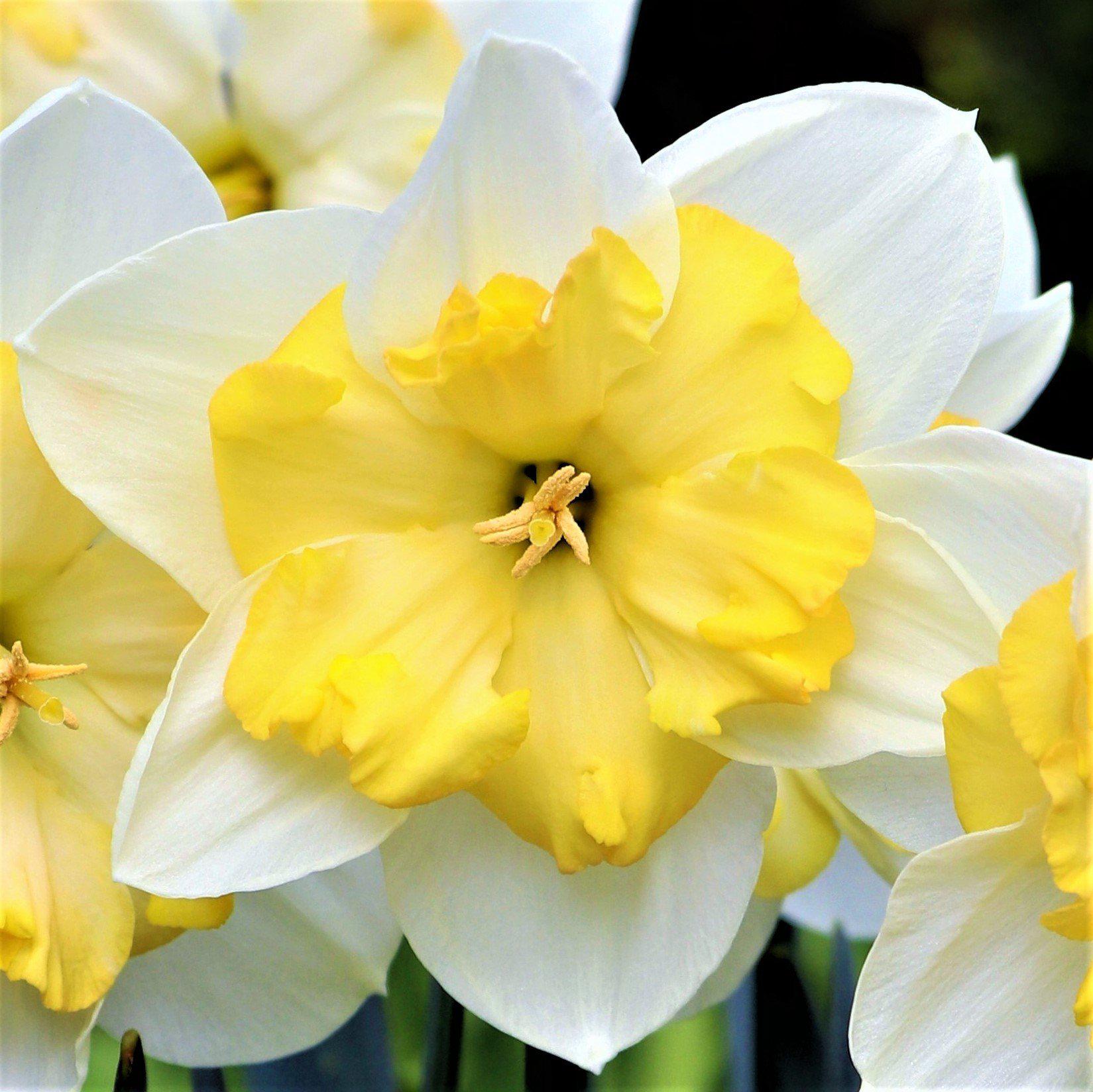 Narcissus - Daffodil Bella Estrella