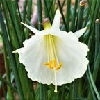 Narcissus - Daffodil Sweet Petite Mix