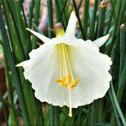 Narcissus - Daffodil Sweet Petite Mix