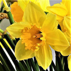 Narcissus - Daffodil Carlton