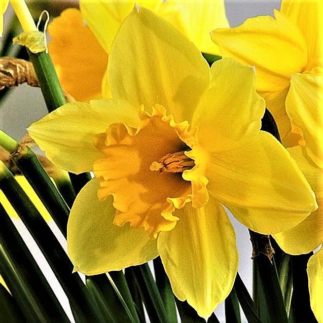 Narcissus - Daffodil Carlton