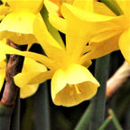 Narcissus - Daffodil Hawera