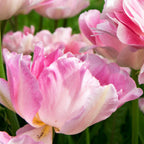 Tulip - Angelique