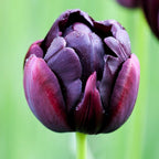 Tulip - Black Hero