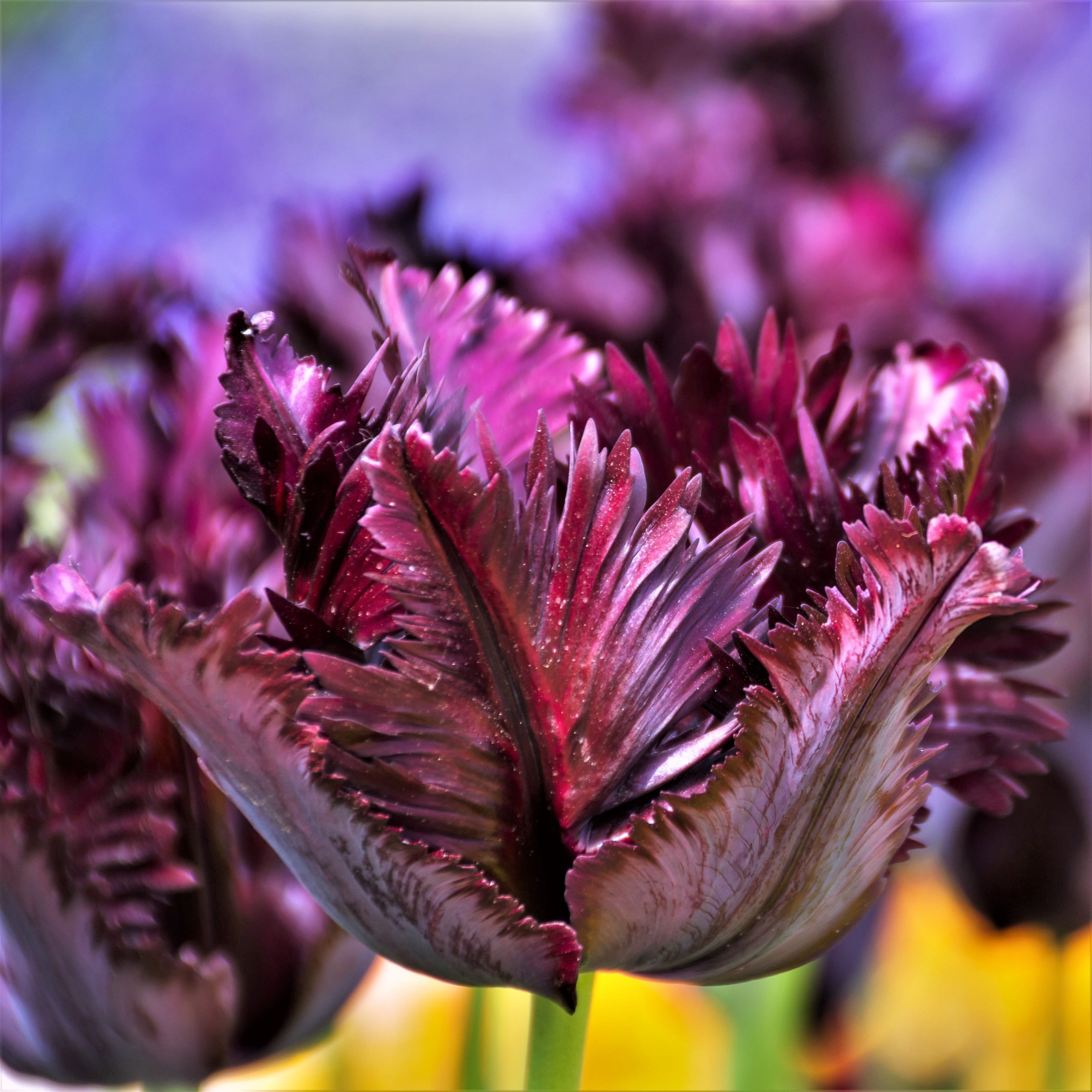Tulip - Black Parrot
