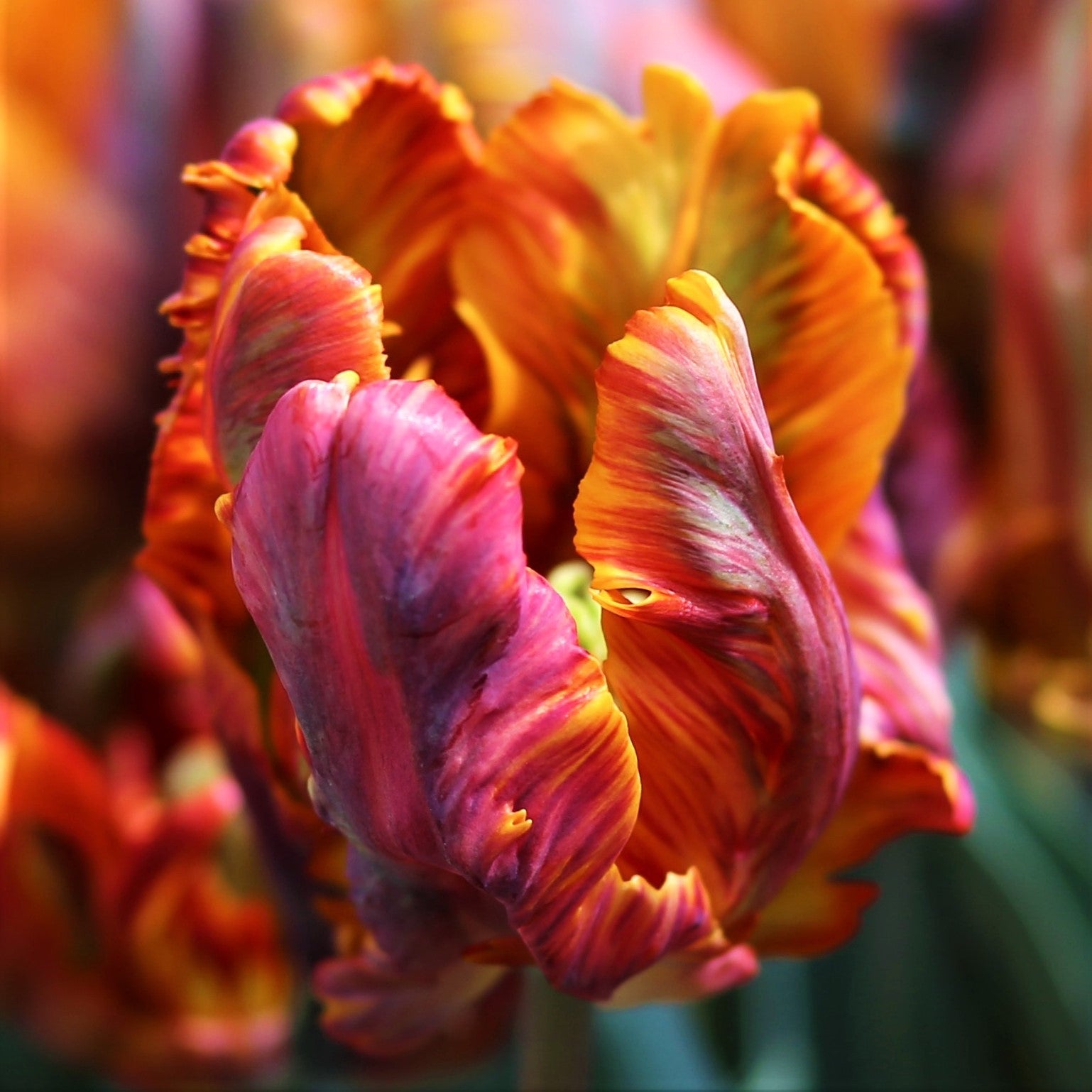 Tulip - Blumex