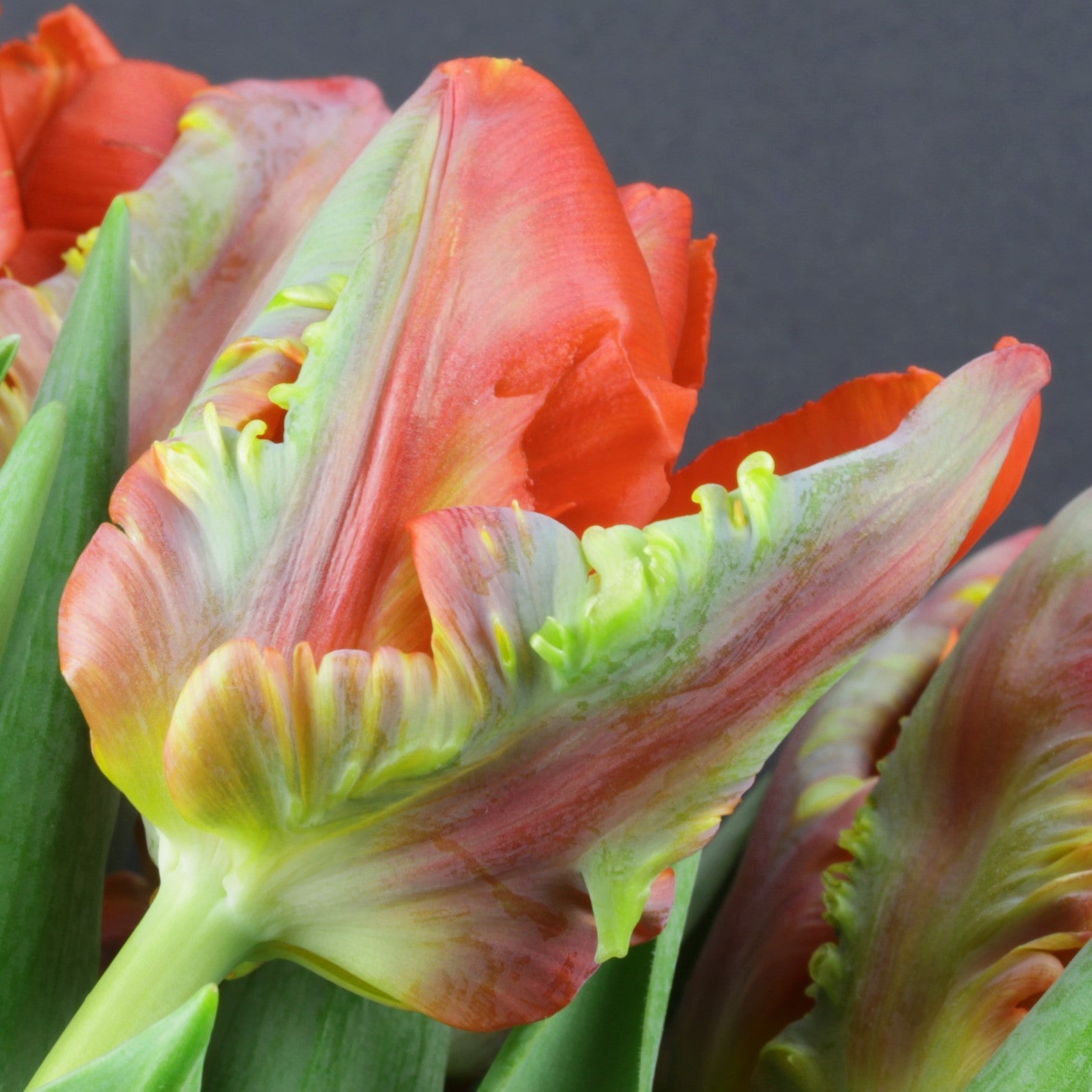 Tulip - Blumex