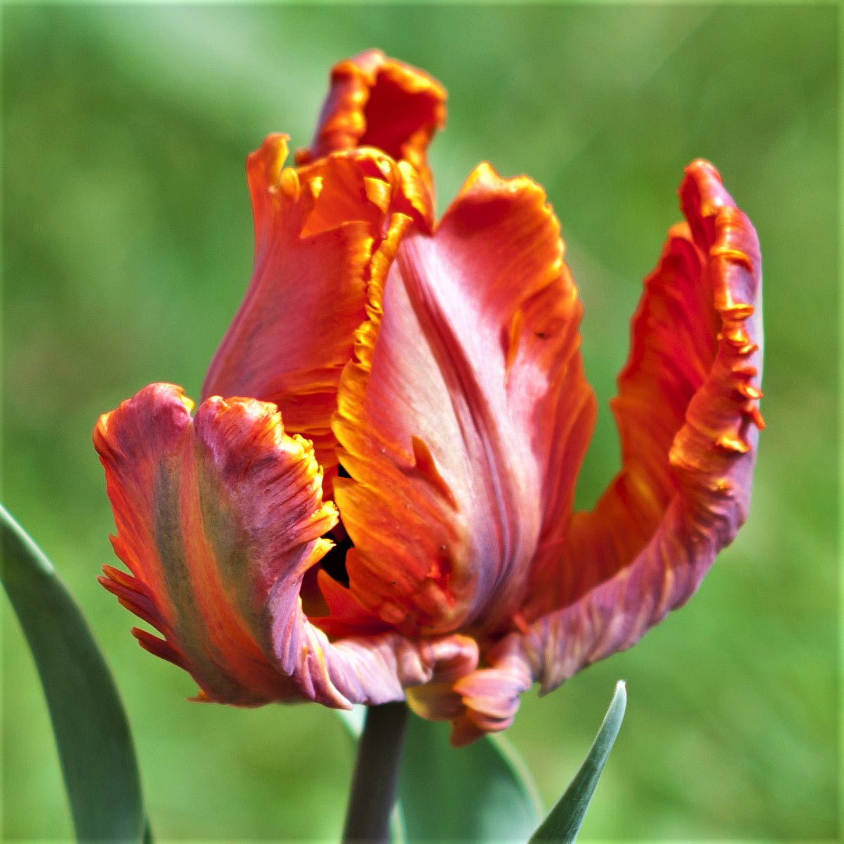 Tulip - Blumex
