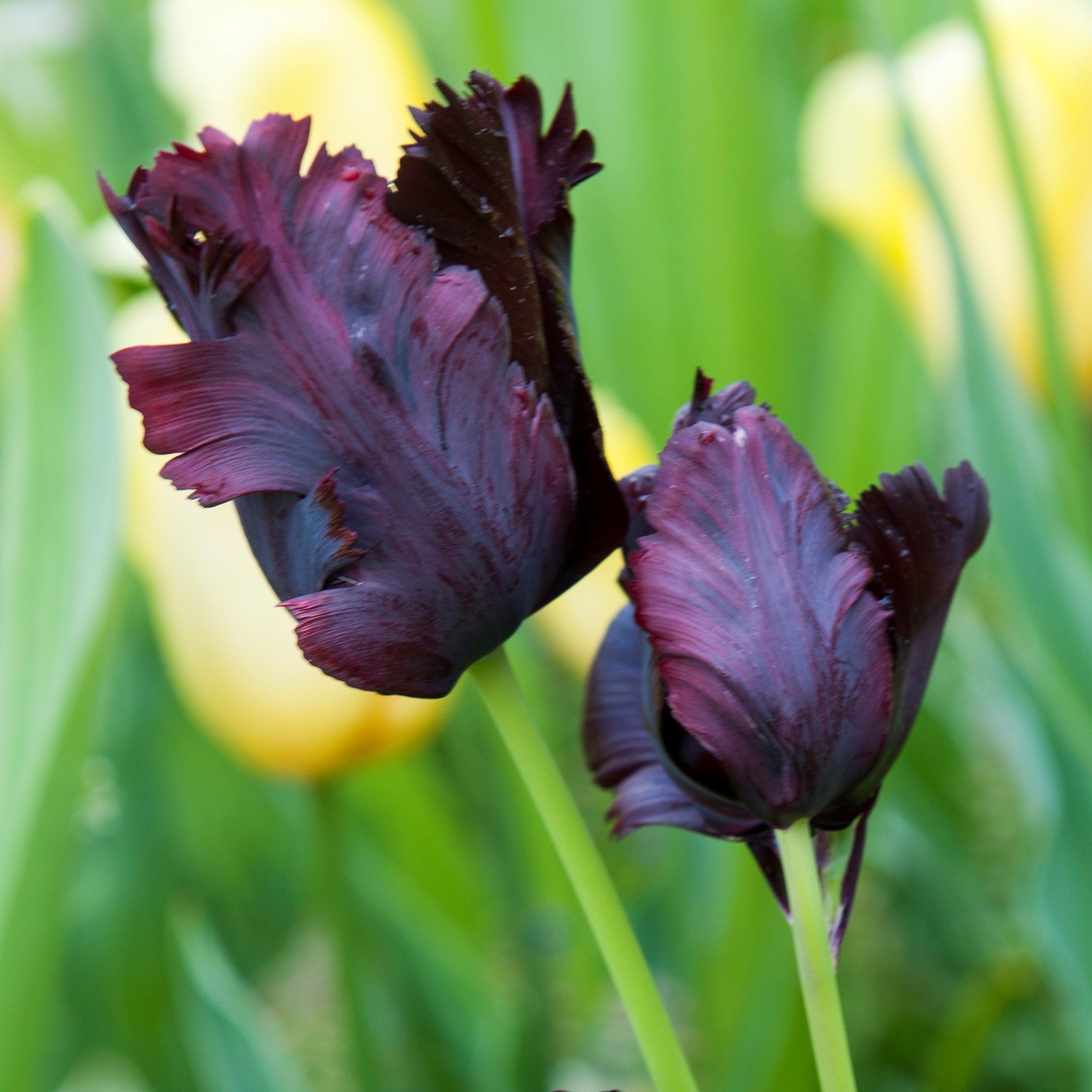 Tulip - Black Parrot
