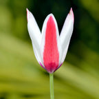 Tulip - Clusiana Lady Jane