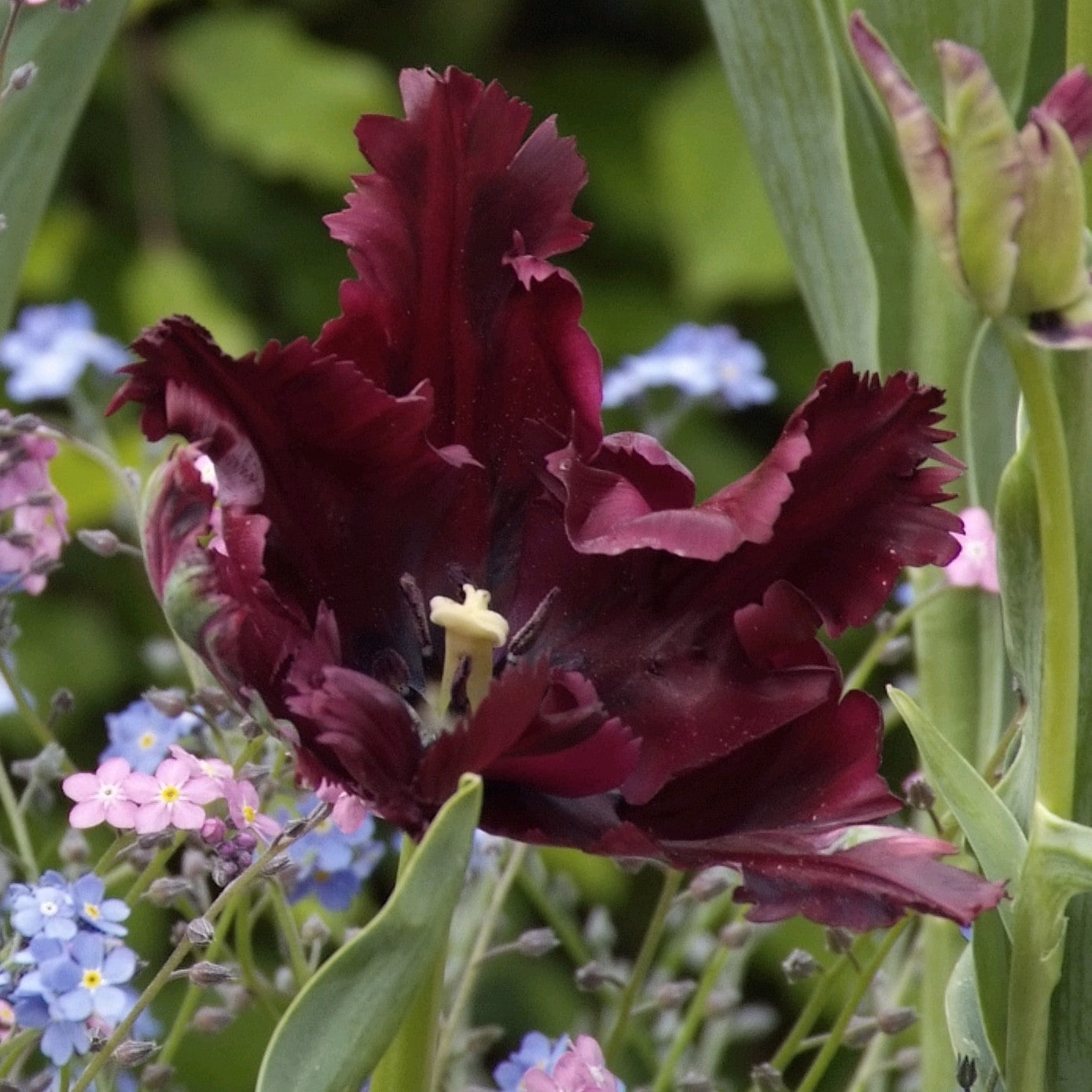 Tulip - Black Parrot