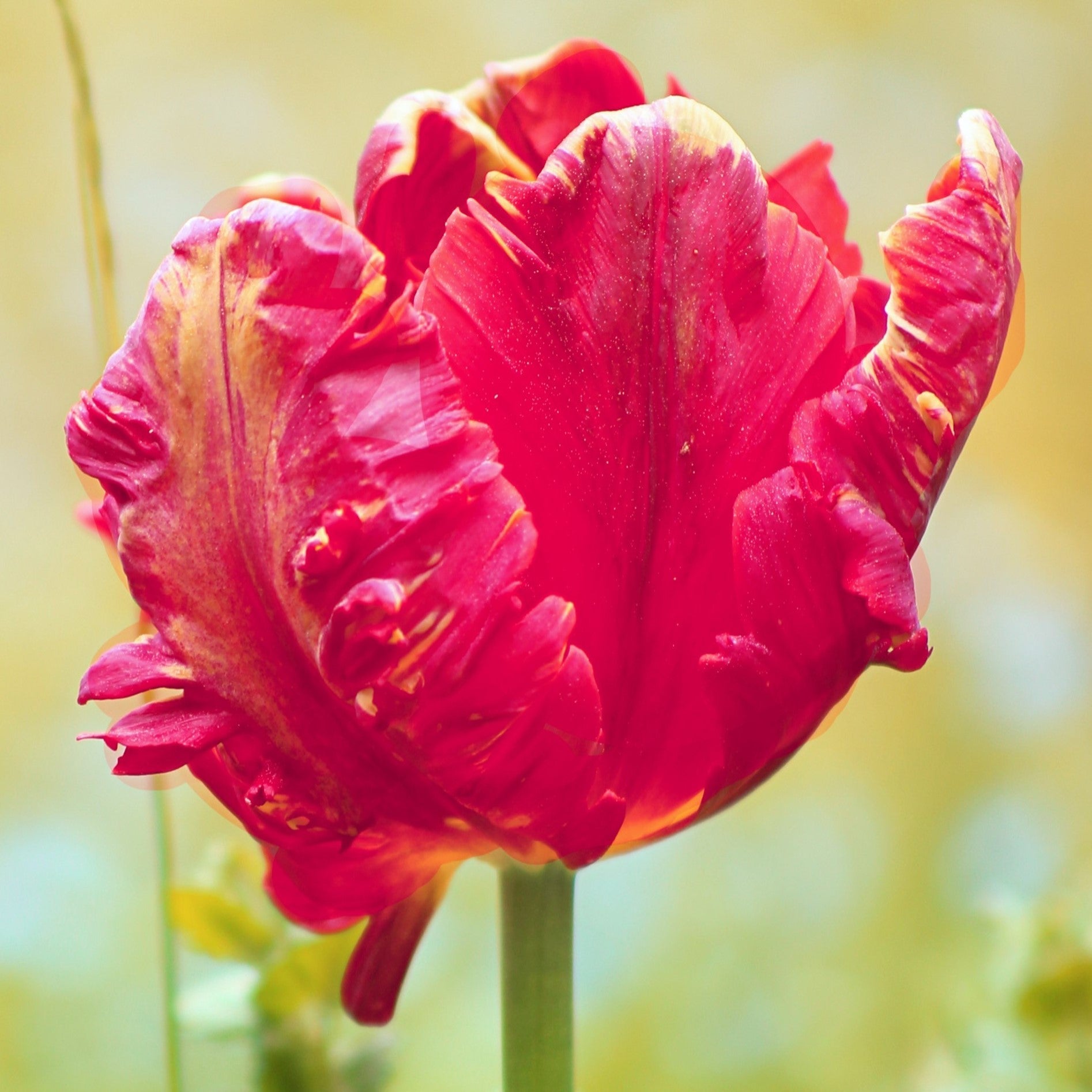 Tulip - Fantasy Parrot