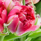 Tulip - Fantasy Parrot