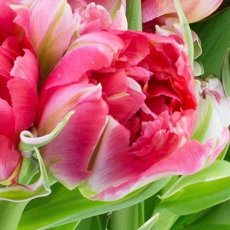 Tulip - Fantasy Parrot