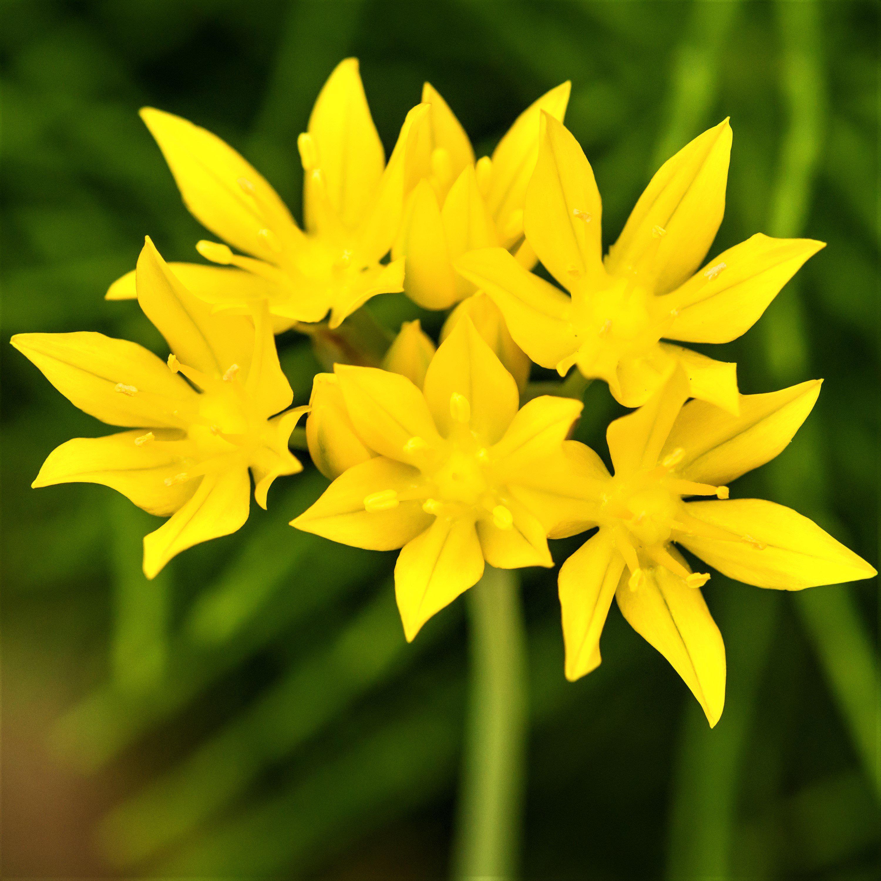 Allium - Playful Party Mix