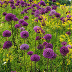 Allium - Aflatunense Purple Sensation