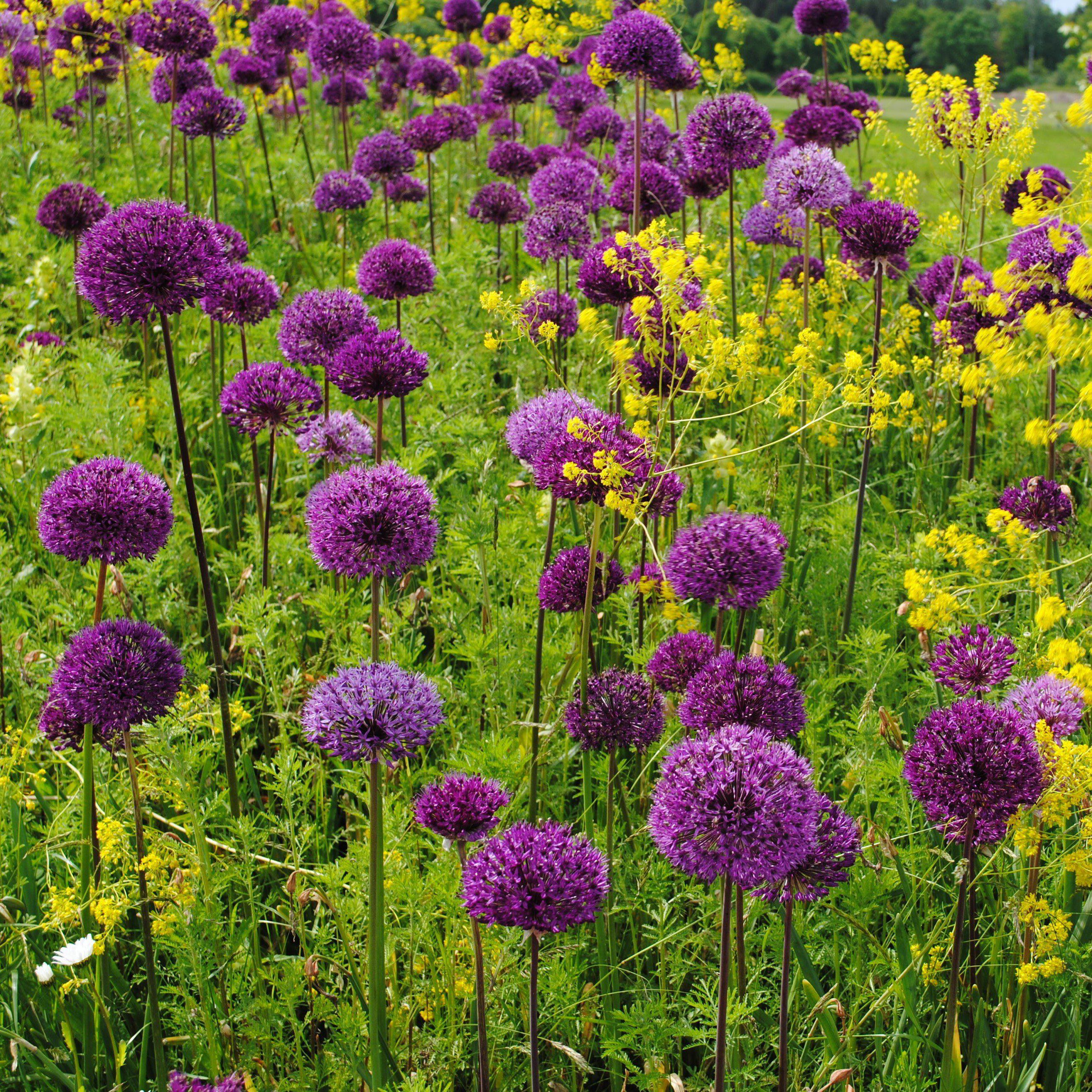 Allium - Aflatunense Purple Sensation