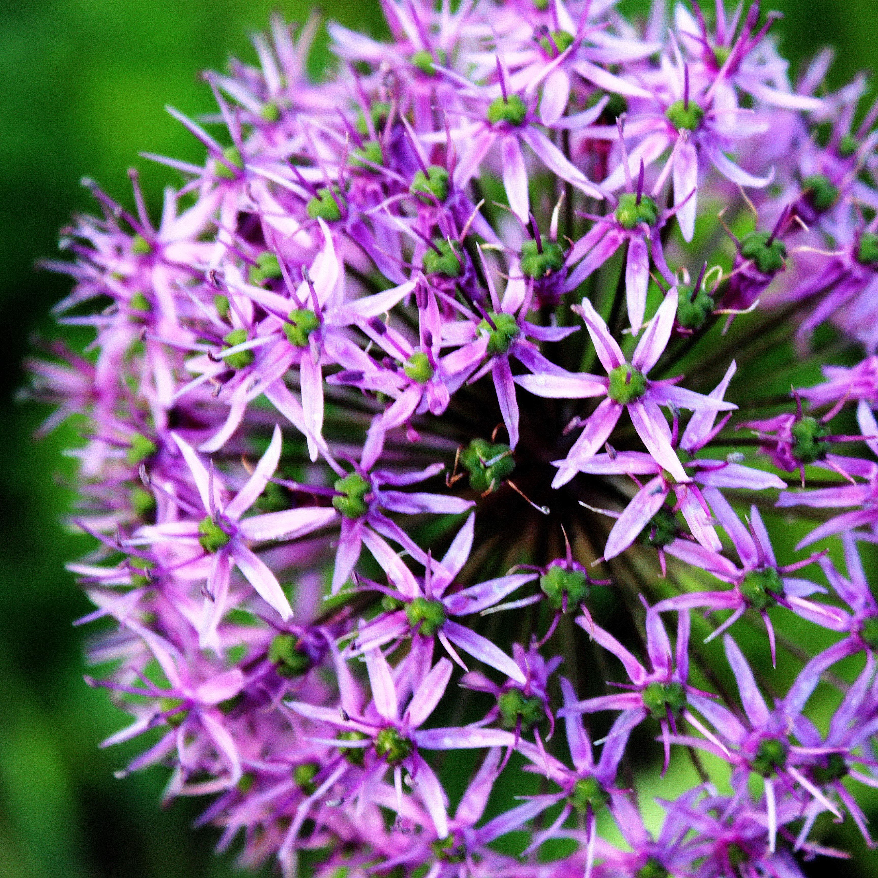 Allium - Aflatunense Purple Sensation