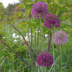 Allium - Aflatunense Purple Sensation