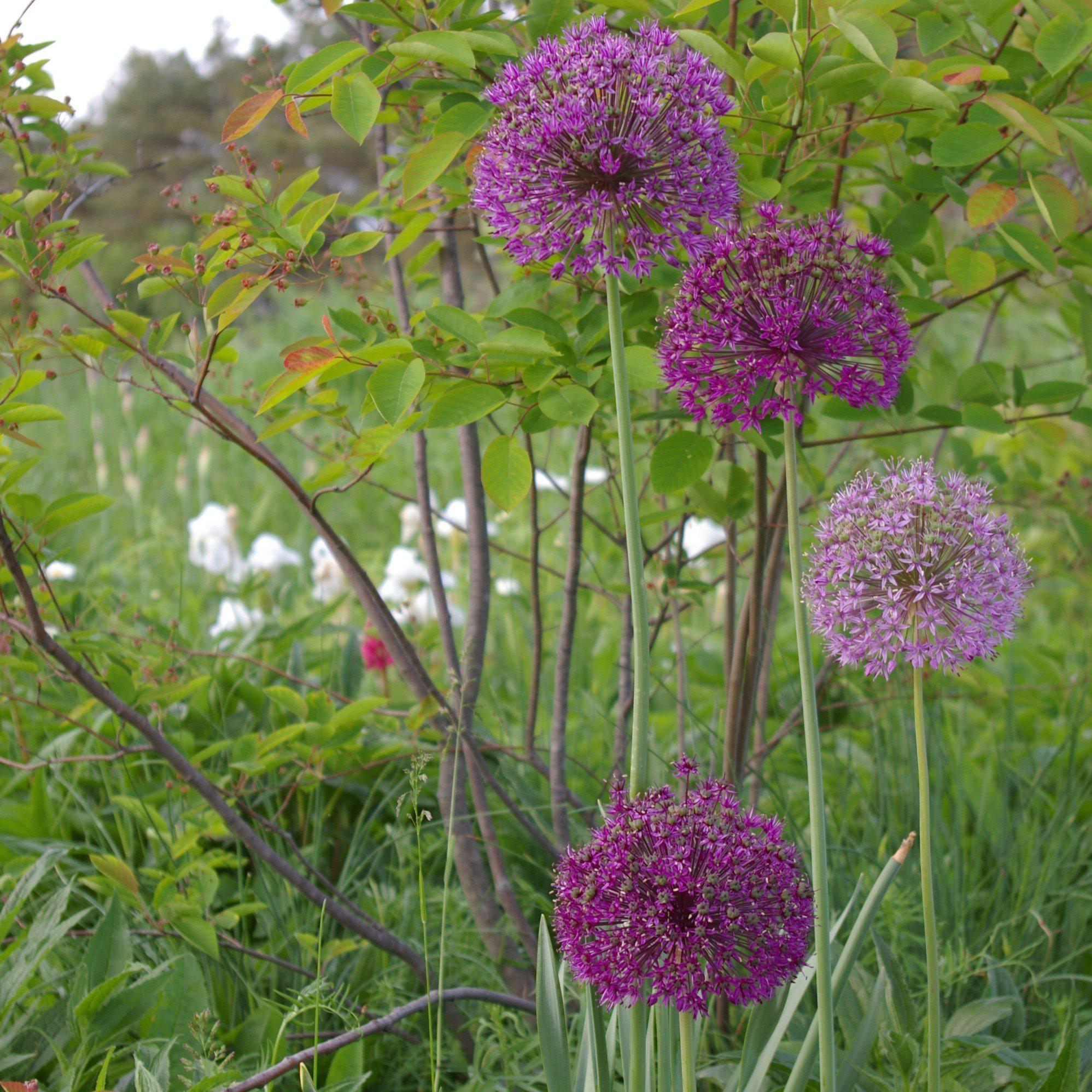 Allium - Aflatunense Purple Sensation