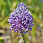 Allium - Summer Sparkler Mix