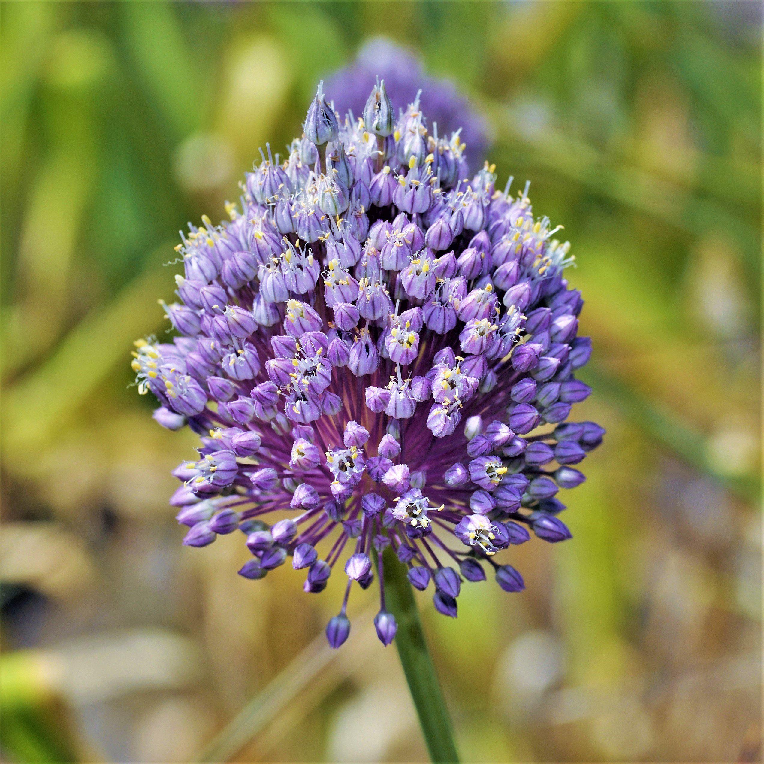 Allium - Summer Sparkler Mix
