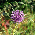 Allium - Summer Sparkler Mix