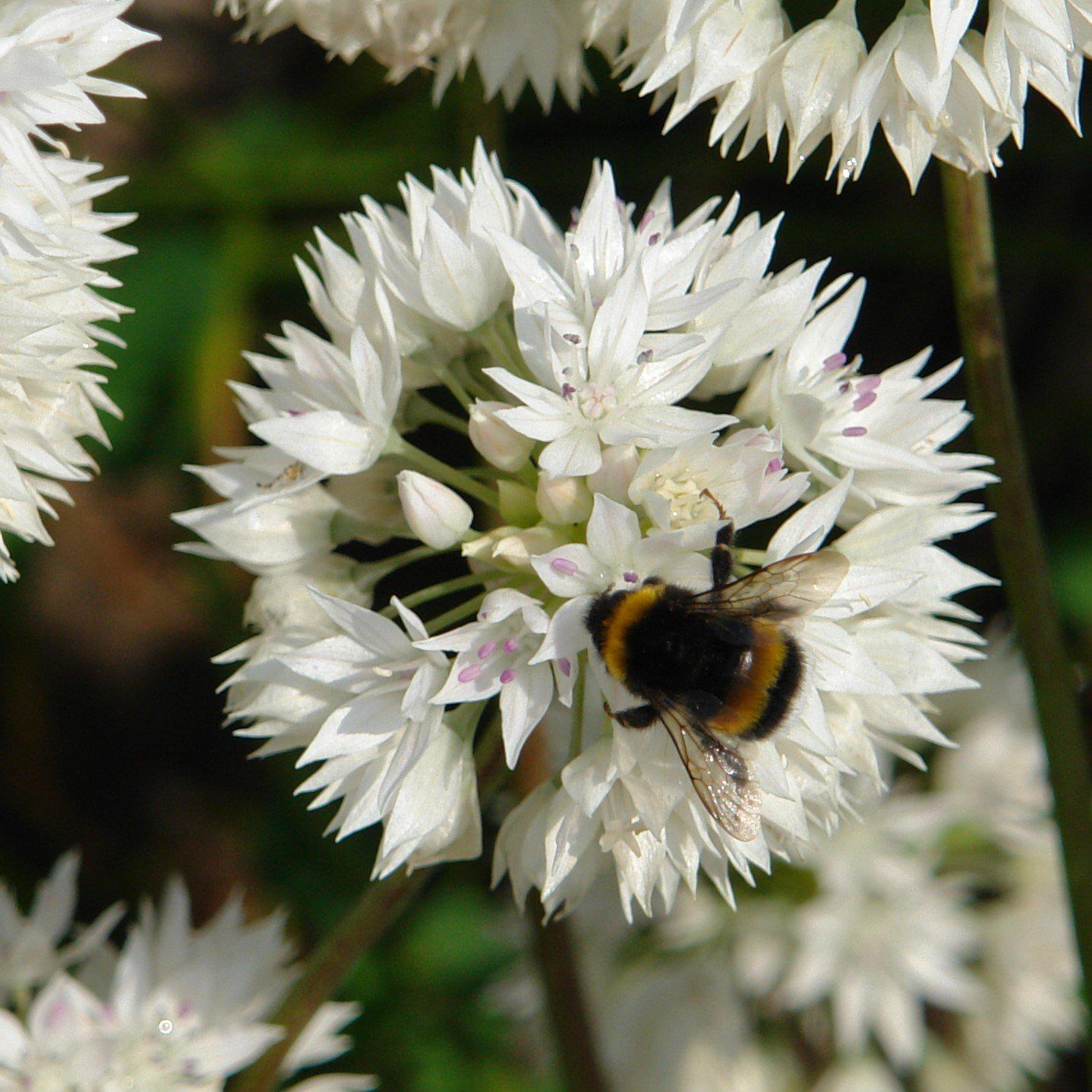 Allium - Amplectens Graceful Beauty