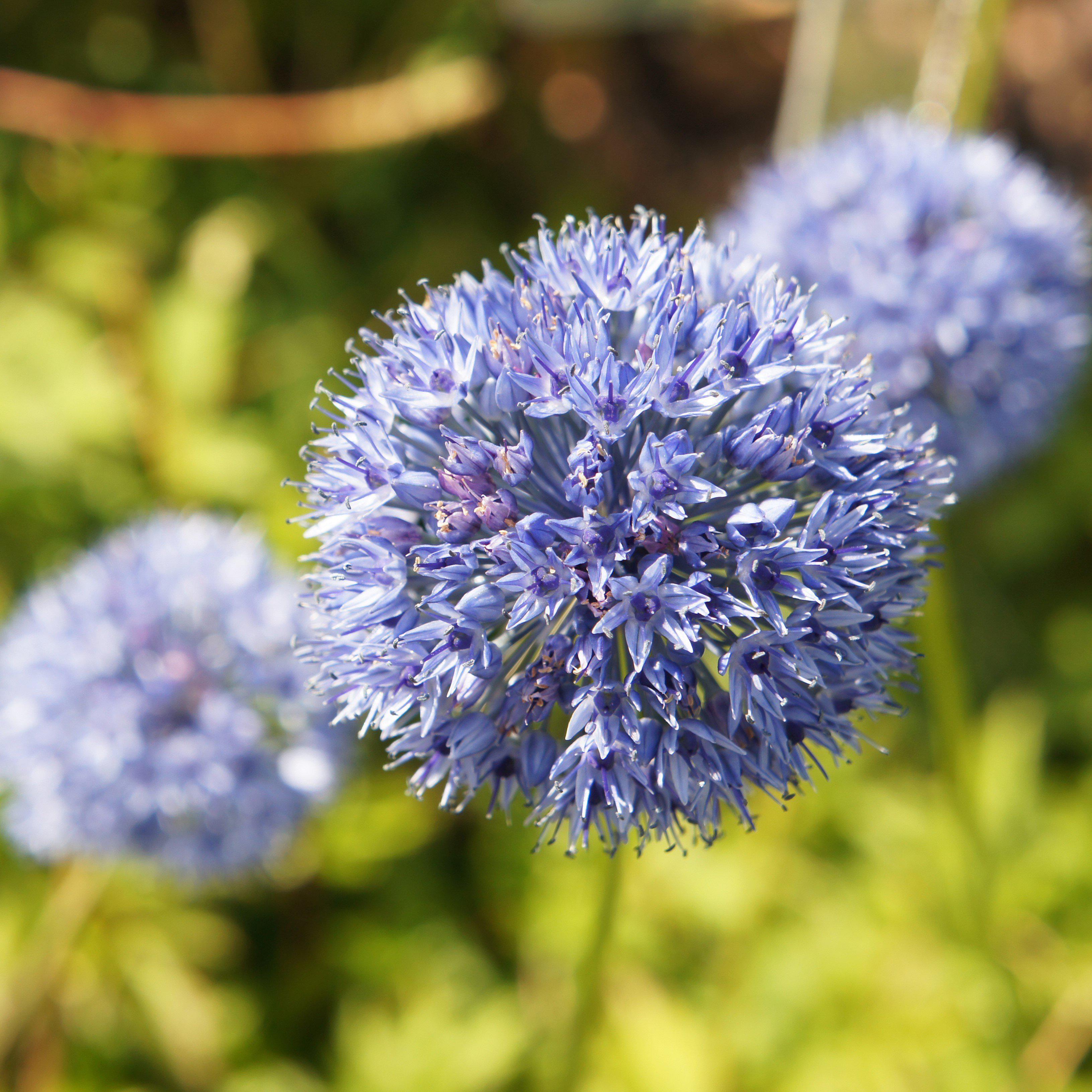 Allium - Ocean Magic Mix