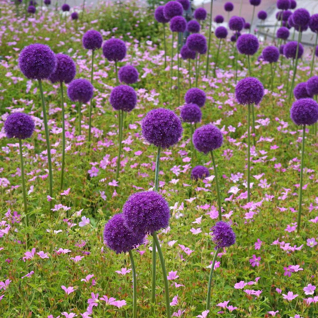 Allium - Giganteum
