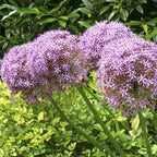 Allium - Globemaster