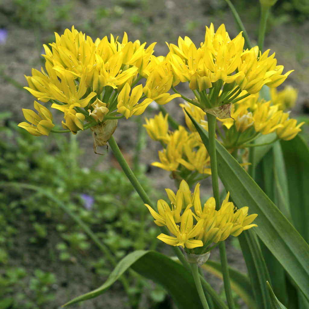 Allium - Moly Golden Garlic