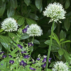 Allium - Mount Everest