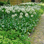 Allium - Mount Everest