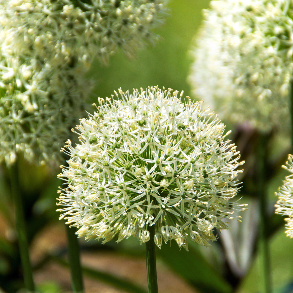 Allium - Mount Everest