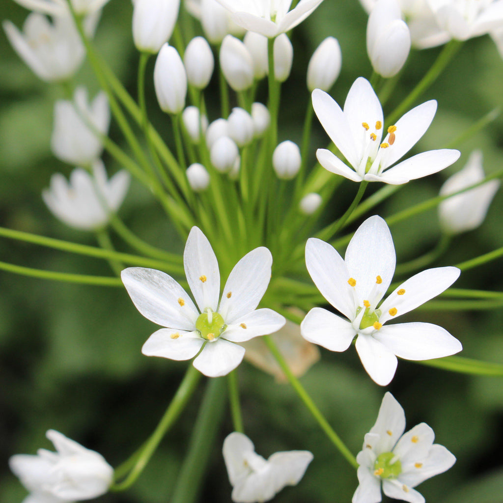 Allium - Summer Sparkler Mix